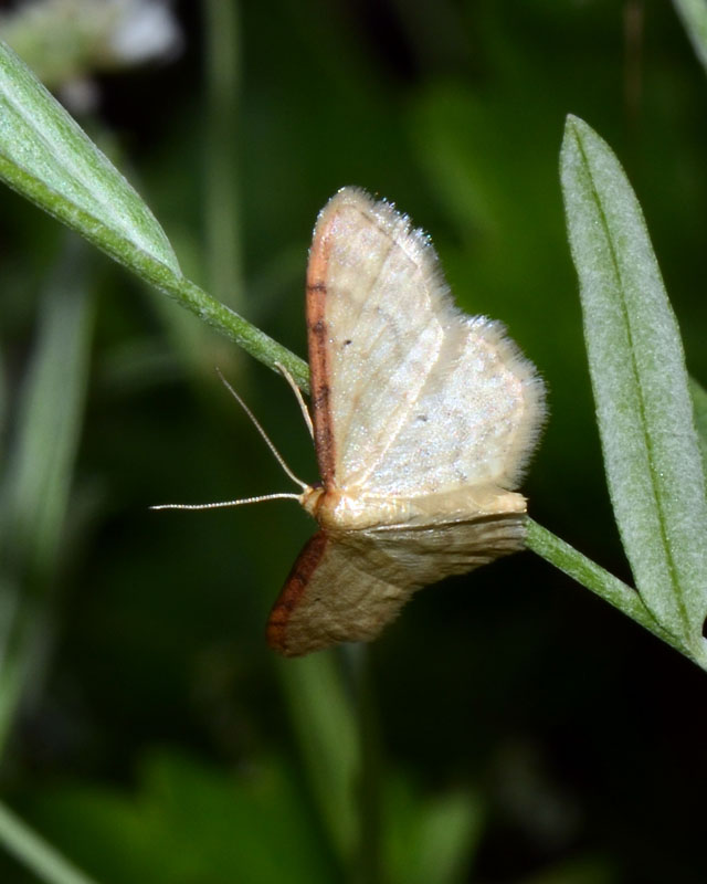 Idaea humiliata